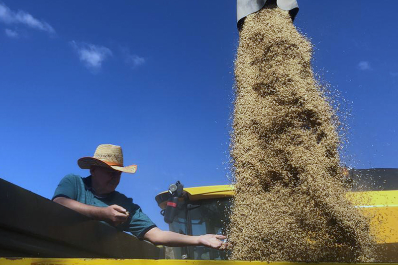 Binali Yıldırım biçerdöverle hasat yaptı