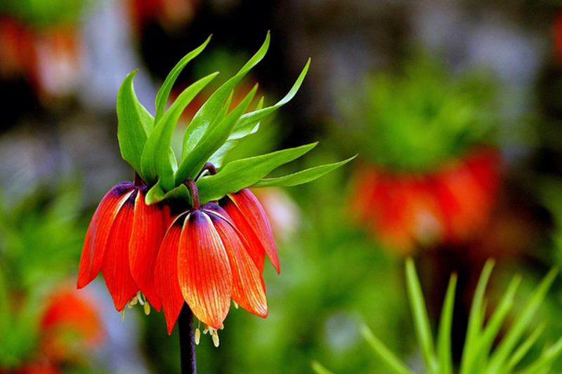 Baharın müjdecisi ters laleler açmaya başladı