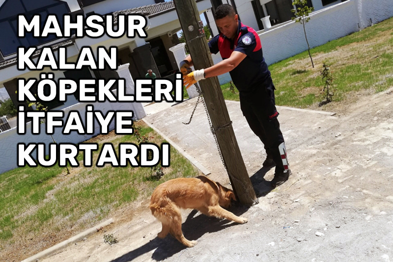 Erzincan'da mahsur kalan köpekleri itfaiye kurtardı